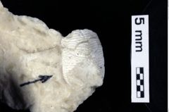 Foto (Detailansicht) von Galatheithes zitteli (von Meyer, 1851) (NHMW-GEO-1990-0041-0293)